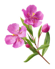 Delicate pink flowers botanical illustrations nature isolated on transparent background