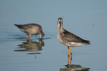Wood Sandpiper ( Tringa glareola) hunts plankton in the water	