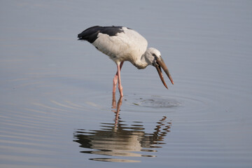 White stork (Ciconia ciconia). Wildlife animal on nature background