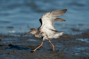 Black bream (Tringa erythropus) catches plankton on the shore of a lake video	
