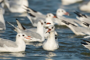 Migrating waterfowl catch fish in the lake	