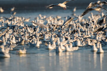 Migrating waterfowl catch fish in the lake	