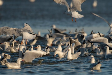 Migrating waterfowl catch fish in the lake	