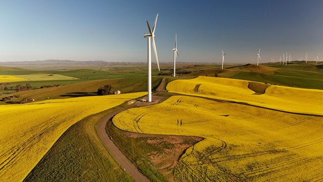 North Brown Hill Wind Farm, Belalie East, South Australia – Aerial Drone View of Yellow Canola Fields, Wind Turbines, Green Hills, and Renewable Energy Landscape in Rural Mid North SA