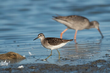 Wood Sandpiper ( Tringa glareola) hunts plankton in the water	