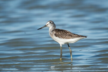Wood Sandpiper ( Tringa glareola) hunts plankton in the water	