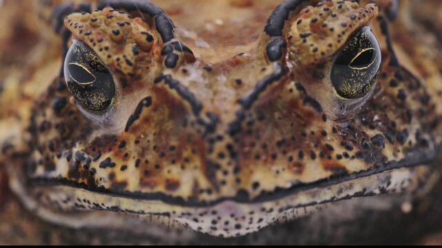 European toad (Bufo bufo). Focus on the eyes