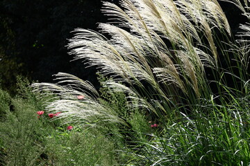 日本の秋を象徴する花