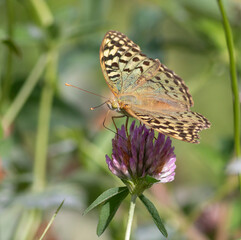 Cardinal, Argynnis pandora. A butterfly sits on a flower and drinks nectar