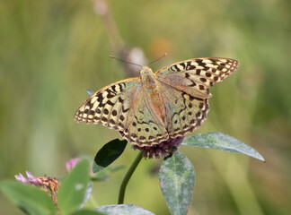 Cardinal, Argynnis pandora. A beautiful butterfly sits on a flowering plant