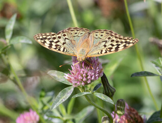 Cardinal, Argynnis pandora. A butterfly sits on a flower and drinks nectar