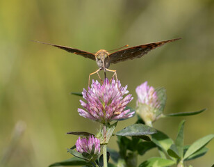 Cardinal, Argynnis pandora. A butterfly sits on a flower and drinks nectar with its proboscis