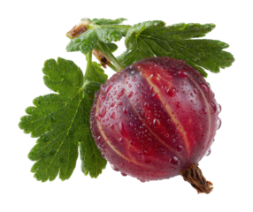 Harvesting fresh gooseberries garden food isolated on transparent background