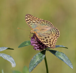 Cardinal, Argynnis pandora. A butterfly sits on a flower and drinks nectar with its proboscis