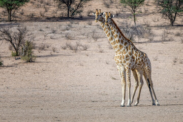 giraffe in africa