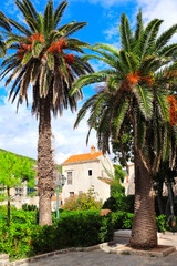 Palms and medieval houses, old town Budva, historical center. Picturesque pedestrian street with old medieval buildings, Budva, Montenegro. Topic of summer vacation, travel, cruises and tours