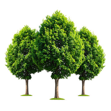 Three leafy green trees against a stark black background, vibrant and digitally enhanced