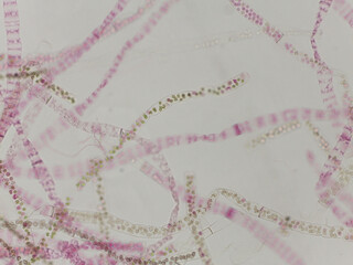 Sphaeroplea and Other Algae Filaments