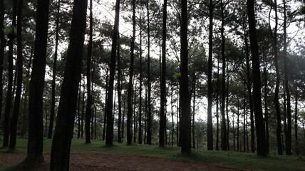 Obraz premium Tall pine trees stand silently in a dense forest, their dark silhouettes creating a mysterious and serene atmosphere on a cloudy day.
