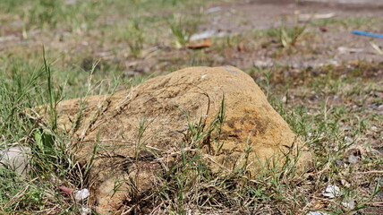 Rock rests on grassy patch in field, weathered and textured, creating a natural and earthy scene. in a professional setting with great clarity.