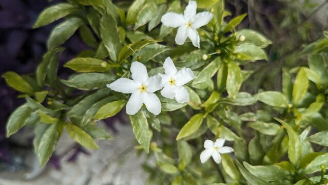 Bunga melati bintang putih mekar di antara daun hijau segar, menampilkan keindahan alami tanaman tropis dengan suasana lembut dan alami di taman.