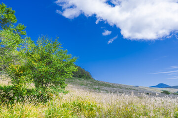 高原の風景とススキ