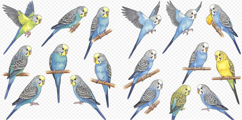 A collection of watercolor illustrations featuring various colorful budgerigars in different poses, including perching and flying.