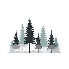 Fototapeta premium Misty morning in Evergreen Forest with silhouette of tall Pine Trees