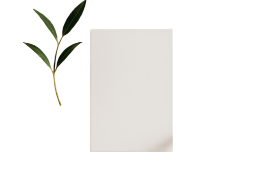 Green leafy plant branch and blank white card isolated on white background, clean layout concept for botanical design template. Ai generative