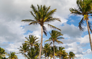Palm tree. Summer vacation in Miami south beach, Florida. Palm tree of California. Tropical beach...