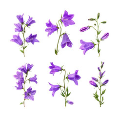 Vibrant purple bellflowers in nature floral arrangement view isolated on transparent background