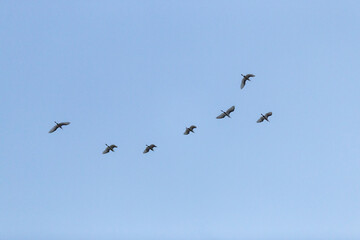 A vast flock of birds flies in formation across the blue sky during a migration