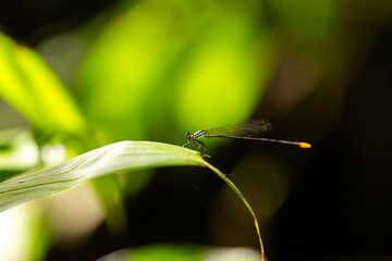 A stunning macro close-up of a green dragonfly with intricate wings resting on a leaf, highlighting the beauty of nature's small wild insect life