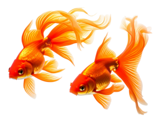 Flowing Orange Goldfish Duo isolated on transparent background