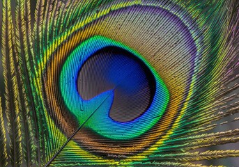 Naklejka premium Macro Close-Up of Peacock Feather Eye Pattern with Iridescent Green and Blue Colors