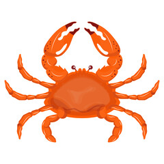 Crab Illustration