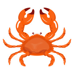 Crab Illustration