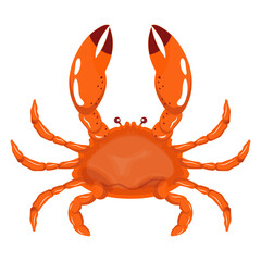 Crab Illustration