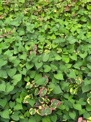 Top vertical view of green plants