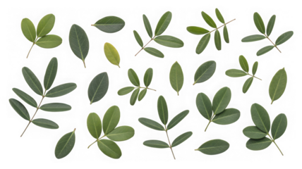 olive branch isolated on white