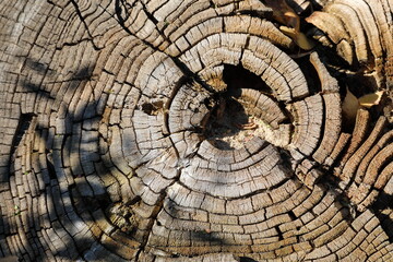 Cutting a tree with cracks on an autumn day