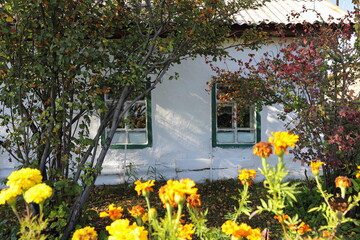 Flowers and the wall of a house in a Russian province on an autumn sunny day