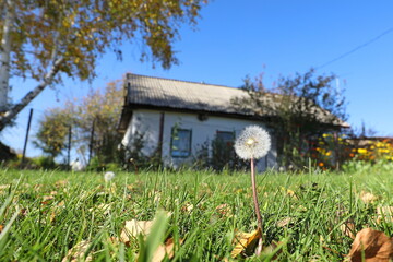 Dandelion in autumn from a lower angle in the village