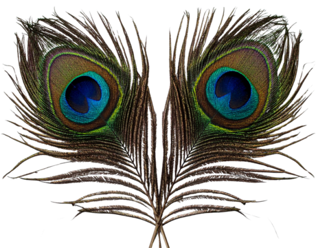 Dual Dark Blue Peacock Feathers in Artistic Arrangement, isolated on transparent background