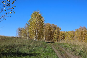 Birch trees against the blue sky near a field road in Siberia