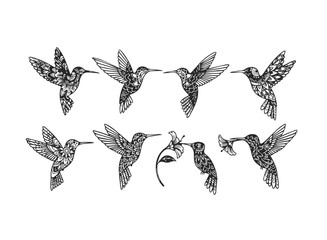 Ornate Hummingbird Collection Flying and Feeding.