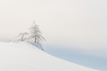 Dry tree in the snow
