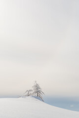 Dry tree in the snow