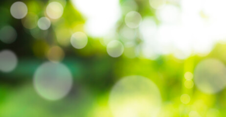 Obraz premium Green nature background, blur bokeh soft sunlight spring forest summer backdrop, beautiful foliage natural glowing spa aroma wallpaper leaf abstract effect beauty blurred