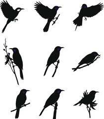 Collection of black sunbird silhouette vector illustrations perched and flying, perfect for tropical birdwatching, nature, wildlife, and design use.